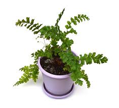 Easy To Find Houseplants As Riparium Foliage In 2020 Fish Tank Plants Foliage Plants Plants
