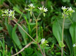 Image result for Cerastium glomeratum