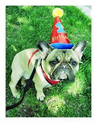Apparently I M Having A Birthday Whatever That Is French Bulldog In Party Hat French Bulldog Bulldog Pugs And Kisses