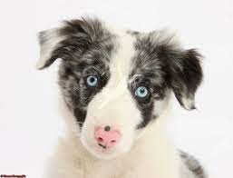 Pin On Dogs And Other Animals