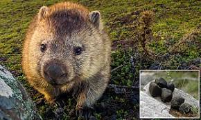 It is quite a marvel to be able to produce square shaped poop, but the wombat has mastered this crafty skill. 2jn6ufc Au24cm