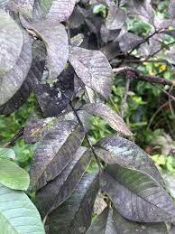 Image result for sooty mould