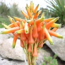 Image result for Aloe cooperi