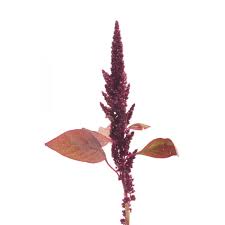 Image result for Amaranthus