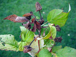 Image result for Raspberry spur blight