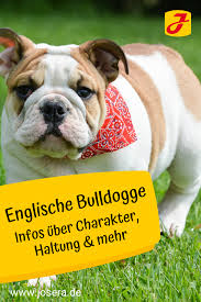 Englische Bulldogge Infos Zu Charakter Haltung Usw In 2020 Bulldogge Hundeverhalten Hunde Futter