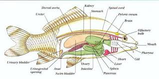 This organ, shaped like a small fish, is attached to the small intestine behind your stomach. Biology Perch Disection Flashcards Quizlet