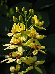 Image result for Tristellateia