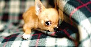 chihuahua sivava ozellikleri ve bakimi