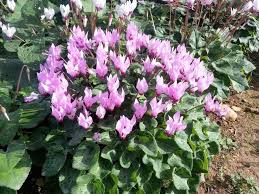 רקפת מצויה Cyclamen Persicum In 2020 Plants Visual