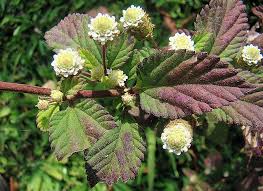Image result for Lippia abyssinica