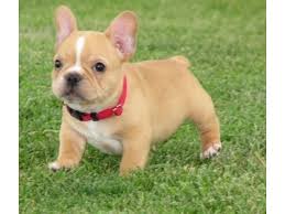 Available akc french bulldog puppies, see below. Charming French Bulldog Puppies Available Animals Arizona City Arizona Announcement 89328