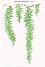 Image result for Vandenboschia