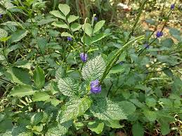 Image result for Stachytarpheta indica