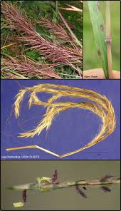 Image result for Bothriochloa bladhii