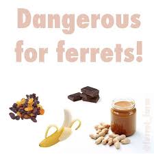 Yes, a ferret can and ferret must eat meat, organs, and bones, all wrapped in a balanced diet. Pet Ferrets Ferret Farm Friends Please N Instagram Photo Websta Ferret Toys Ferrets Care Ferret Diet