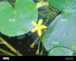 Image result for Nymphoides thunbergiana
