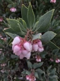 Image result for Asystasia glandulosa