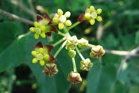 Image result for Pentarrhinum insipidum