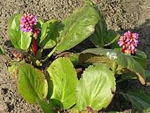 In the spring, search for dead leaves and remove them at that time. Bergenia Crassifolia Wikipedia