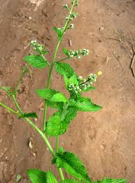 Image result for Dichrocephala