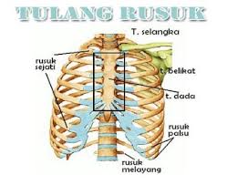 Saat bunda sedang hamil dan merasakan sakit pada tulang rusuk, mungkin akan timbul pertanyaan apakah kondisi seperti ini normal terjadi? Fungsi Tulang Rusuk Pengertian Anatomi Letak Struktur Gejala
