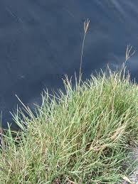 Image result for Eustachys