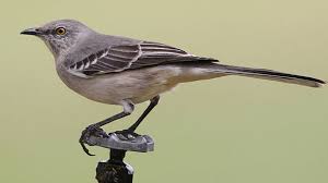 Click here to download sound fx today. What Can I Do About A Bird That Sings All Night Long Outside My Window All About Birds All About Birds
