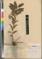 Image result for Syncolostemon bracteosus