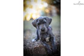 We have akc registered great dane puppies available for sale. Pin On Some Day