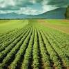 Tanaman kebun yang paling menguntungkan. Https Encrypted Tbn0 Gstatic Com Images Q Tbn And9gcs1grvjmzepftm8z1xhuqkooknqz1u47xvbjyhngnoopfi8xgta Usqp Cau