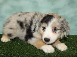 Blue merle miniature australian shepherd puppies. Miniature Australian Shepherd Dog Female Blue Merle 3024579 Petland Rome