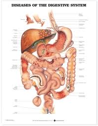 Diseases Of The Digestive System Anatomical Chart By Not A Book