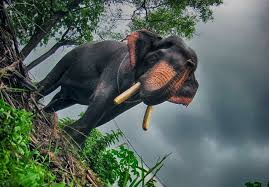 Draw a circle and a large oblong attached to it. Kerala Elephants Images Kerala Elephants Wallpapers Hd Kerala Elephant Photos And Names
