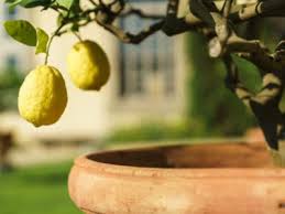 Homemade lemon, lemonade fruit, lemon tree, lemon fruit, chenpi, lemon slice, ravioli, meyer lemon, homemade, lemon tea. Container Lemon Trees Growing A Lemon Tree In A Pot