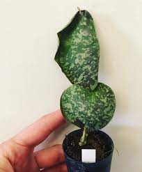 Soo About That Hoya Imbricata Houseplantclub Plantsmakepeoplehappy Urbanjungleblo Hoya Plants House Plants Plant Therapy