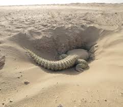 Irama padang pasir bersama gambus al bagdadi iai p. Biawak Dhab Korang Boleh Telan Ke Makanan Resipi Explorasa Forum Cari Infonet