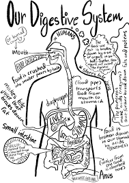 Free coloring sheets to print and download. The Amazing Journey Of Food The Digestive System Coloring Printable Mysite