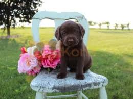 Labrador retrievers are among the most popular dog breeds out there today for a reason. Search Page 2 Petskona Com