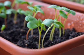 Maybe you would like to learn more about one of these? 8 Amazing Uses Of Epsom Salt For Your Garden The Salt Box