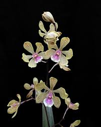 Image result for Angraecopsis amaniensis