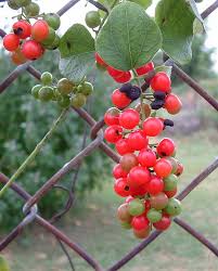 Image result for Menispermaceae