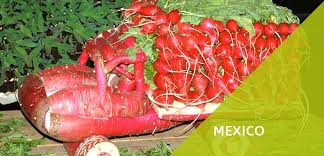 Night Of The Radishes Christmas In Oaxaca December 2022 Tia Stephanie Tourstia Stephanie Tours