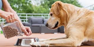 What is the worst dog food in the world? 10 Worst Dog Food Brands To Avoid 5 We Recommend