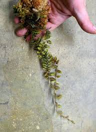 Image result for Solanum sp. B