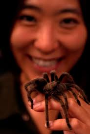 Unraveling the Wonders of Spider Silk