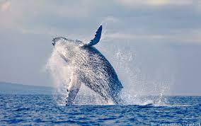 Many of these companies offer up a free trip when this happens, ensuring you'll still get the chance to see these. What Is The Best Way To Go Whale Watching In San Diego 710 Beach Rentals