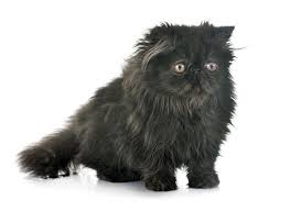 Studies have found that there's a link between the personality of a cat owner and the cat itself, including issues like anxiety, aggression and other behavior problems. Black Cat Breeds 11 Breeds With Gorgeous Dark Coats