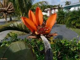 Image result for Erythrina sacleuxii