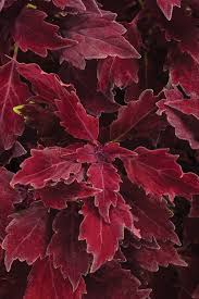 Image result for Coleus buchananii